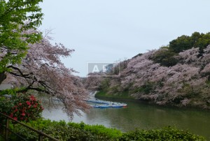 Chidorigafuchi