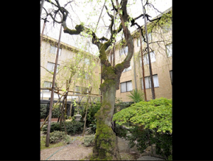 Cherryblossam tree in a middle of court yard