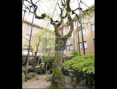 Cherryblossam tree in a middle of court yard | YOYOGI TERRACE APARTMENT Exterior photo 04